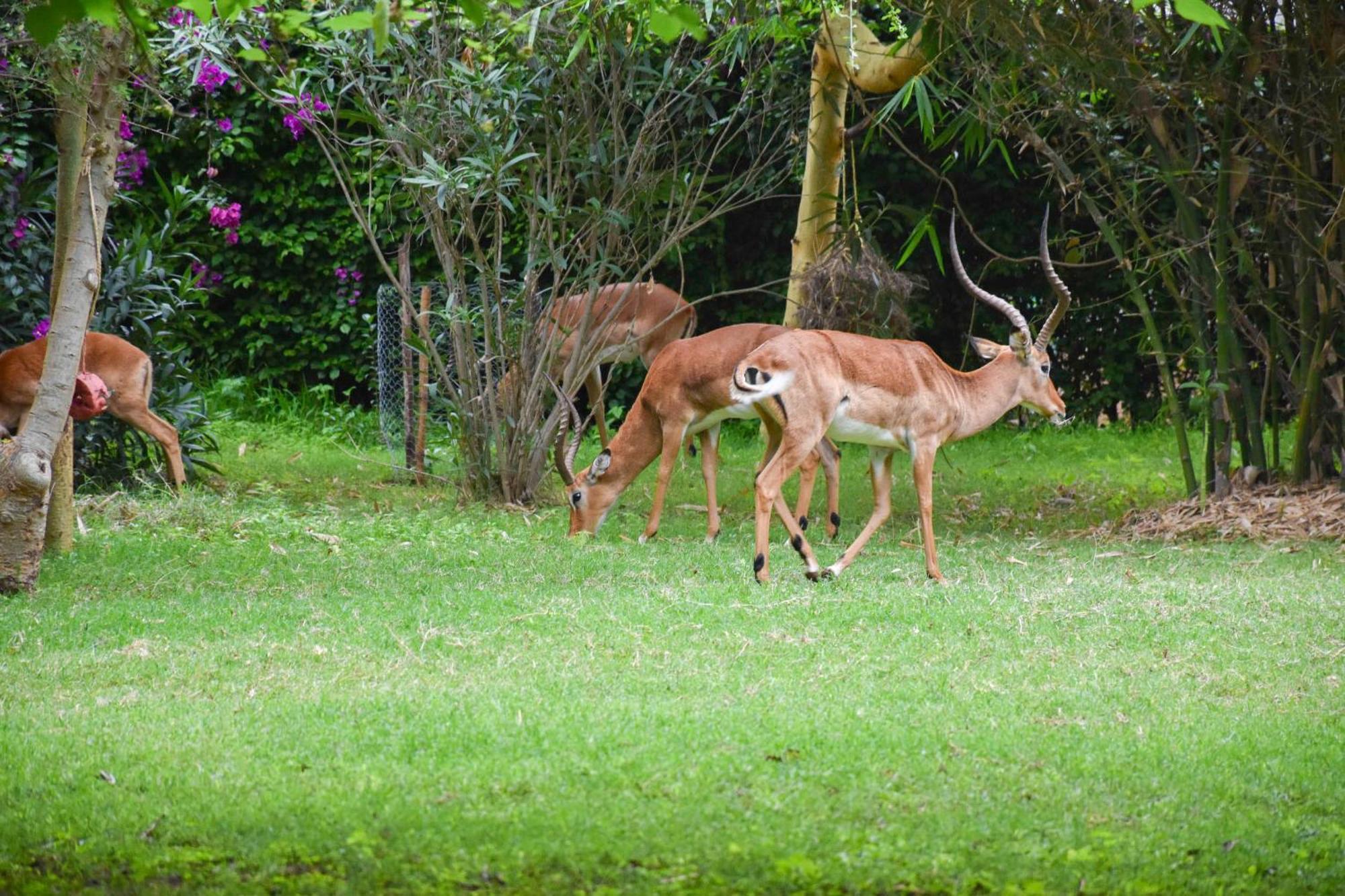 ホテル ルケニヤ ゲッタウェイ アシ川 エクステリア 写真