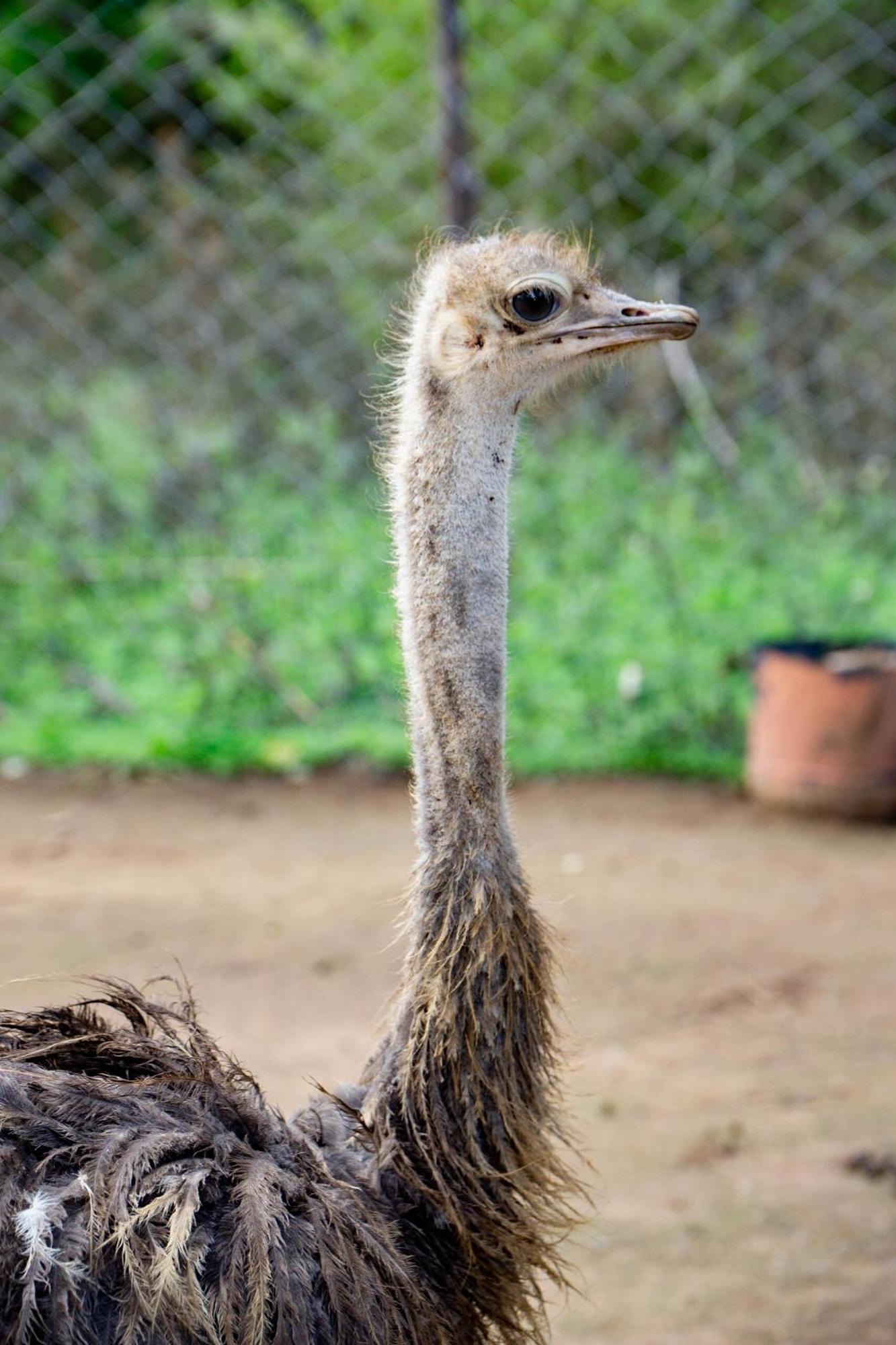ホテル ルケニヤ ゲッタウェイ アシ川 エクステリア 写真