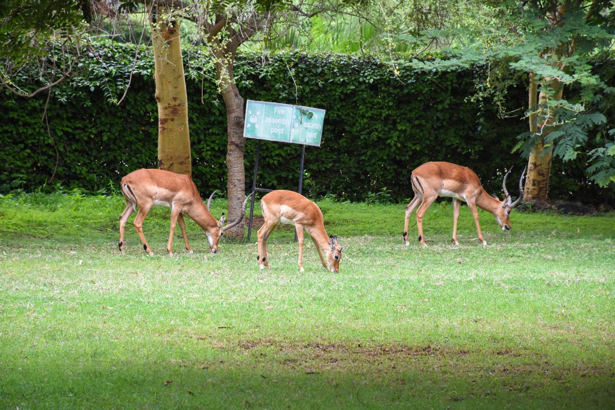 ホテル ルケニヤ ゲッタウェイ アシ川 エクステリア 写真